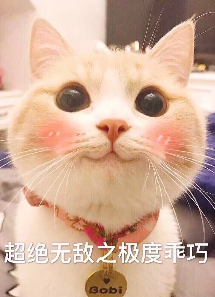 猫咪表情包