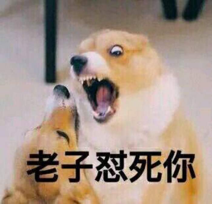 狗表情明月怼死你对表情怼的就是你老子动态老子包秦时图片