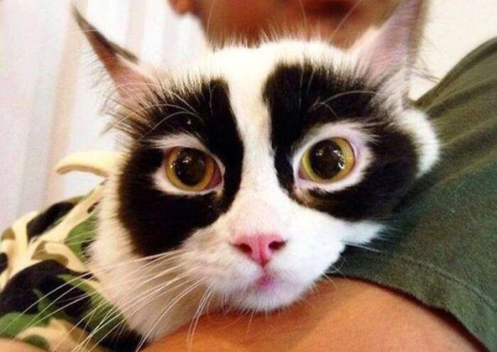 黑眼圈表情包猫咪图片