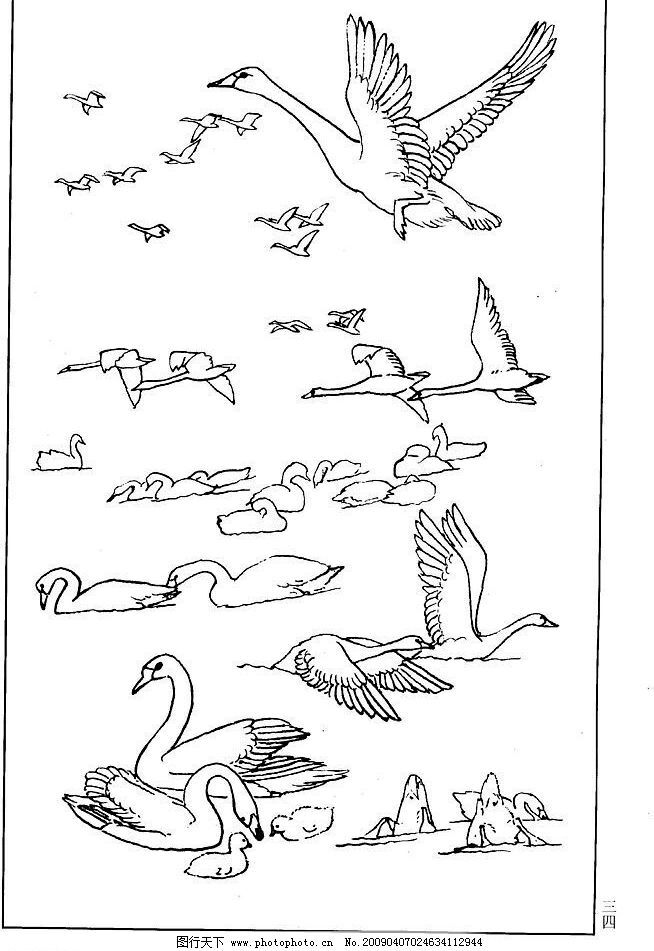 飞起的天鹅怎么画图片