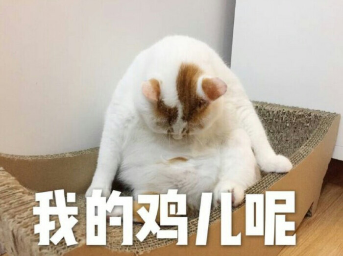 猫表情包可爱,我的鸡儿呢