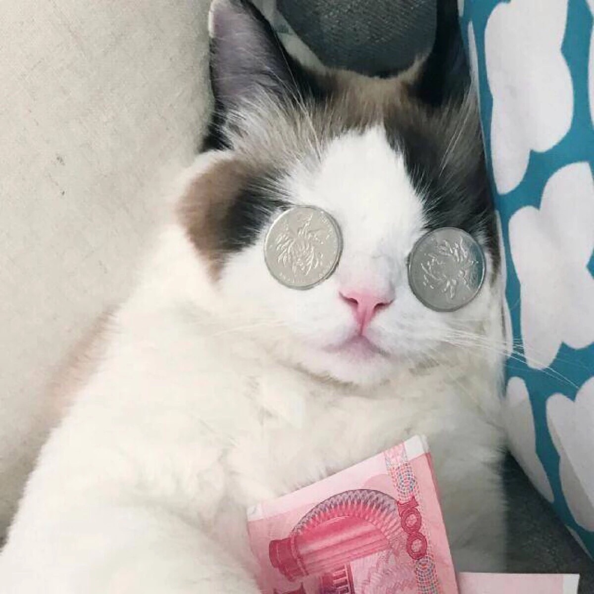 猫咪抱钱表情包图片