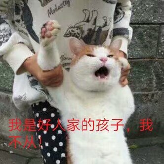 系列高糊表情喵咪熊猫头gif…-堆糖,美好生瑞恩保罗表情包图片