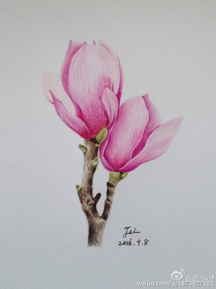 彩铅花卉