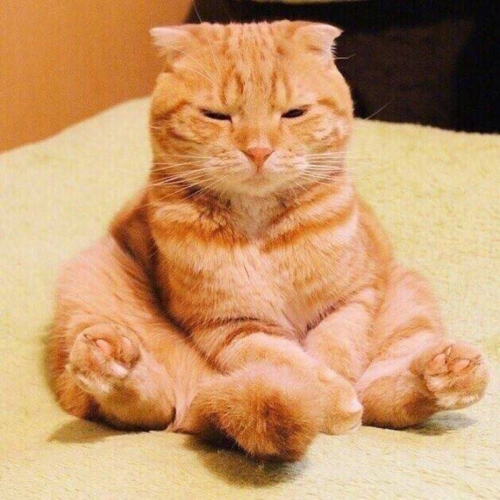 沙雕橘猫头像高清图片