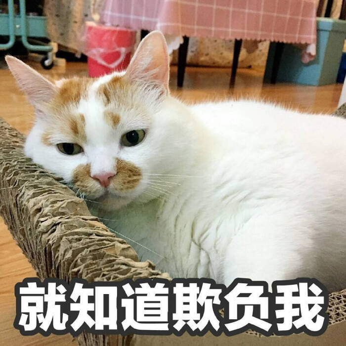 猫表情可爱更新一波楼楼,想哭情侣头像简单表情包图片