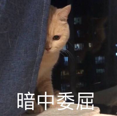 咖喱猫表情包