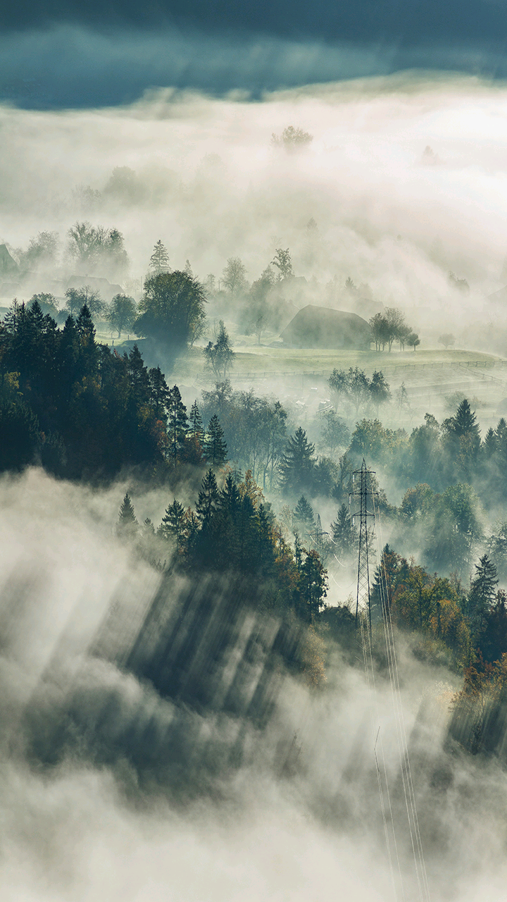 森林云雾壁纸