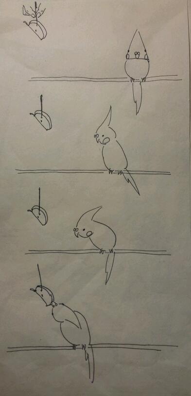 玄凤鹦鹉简笔画铅笔画图片
