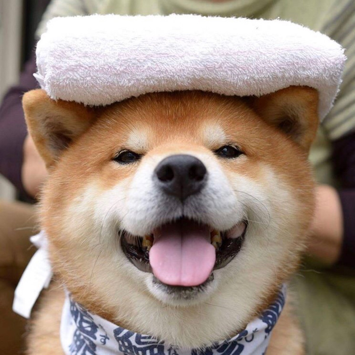 柴犬ryuji