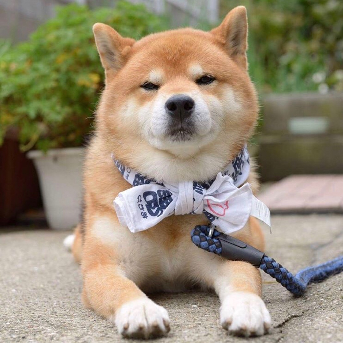 柴犬ryuji