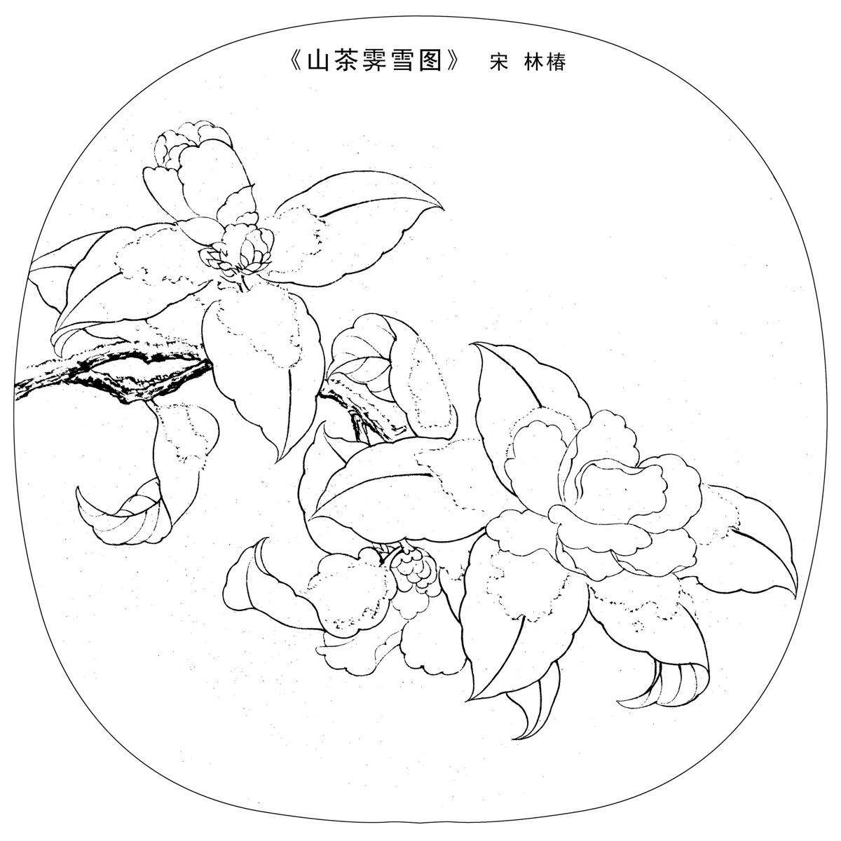 《山茶霁雪图》白描