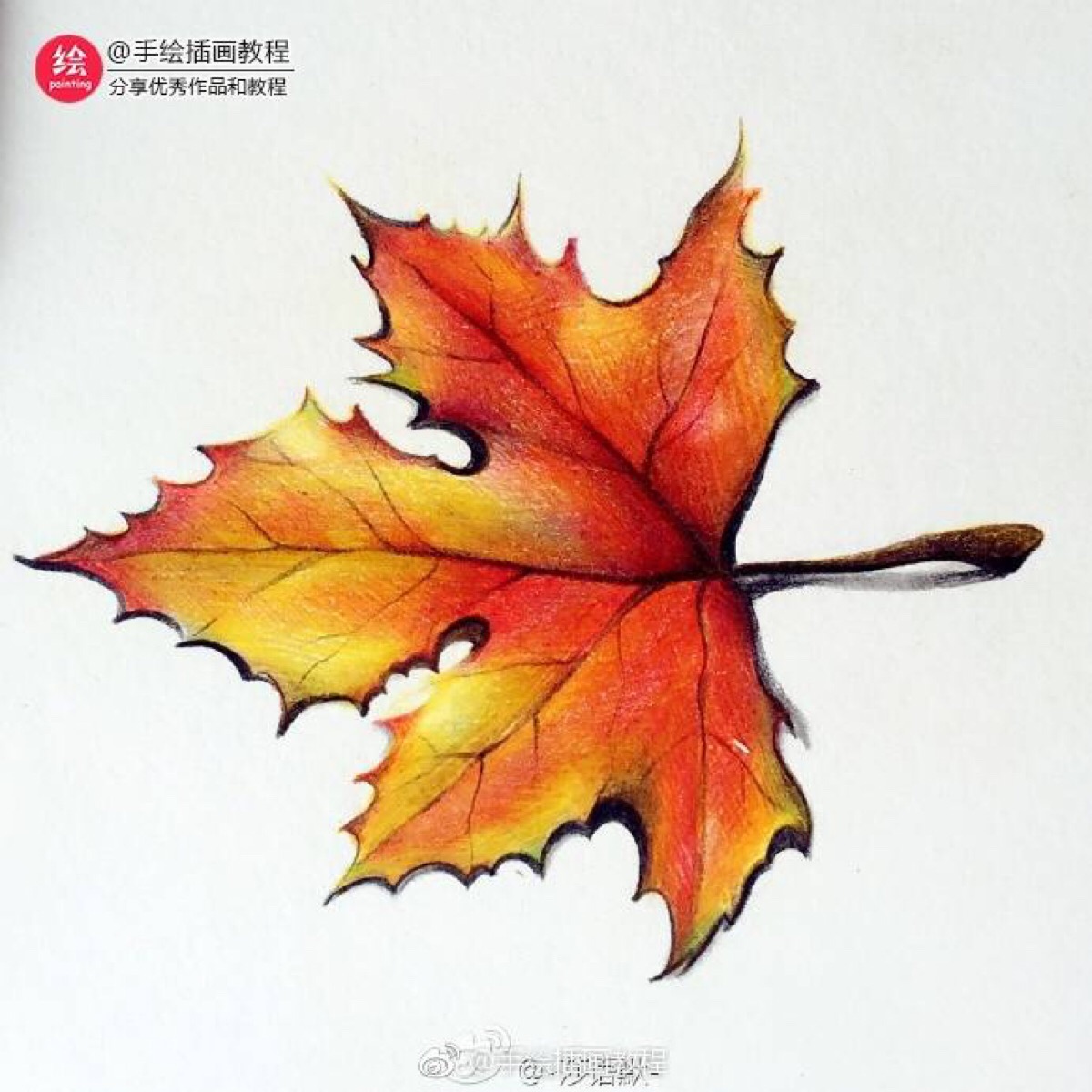 彩铅枫叶