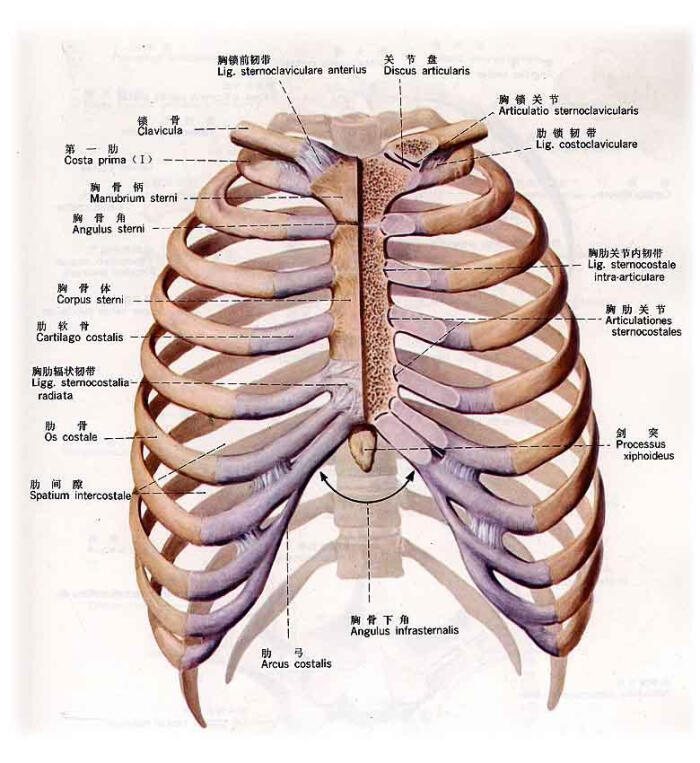 胸腔解剖图片结构图图片