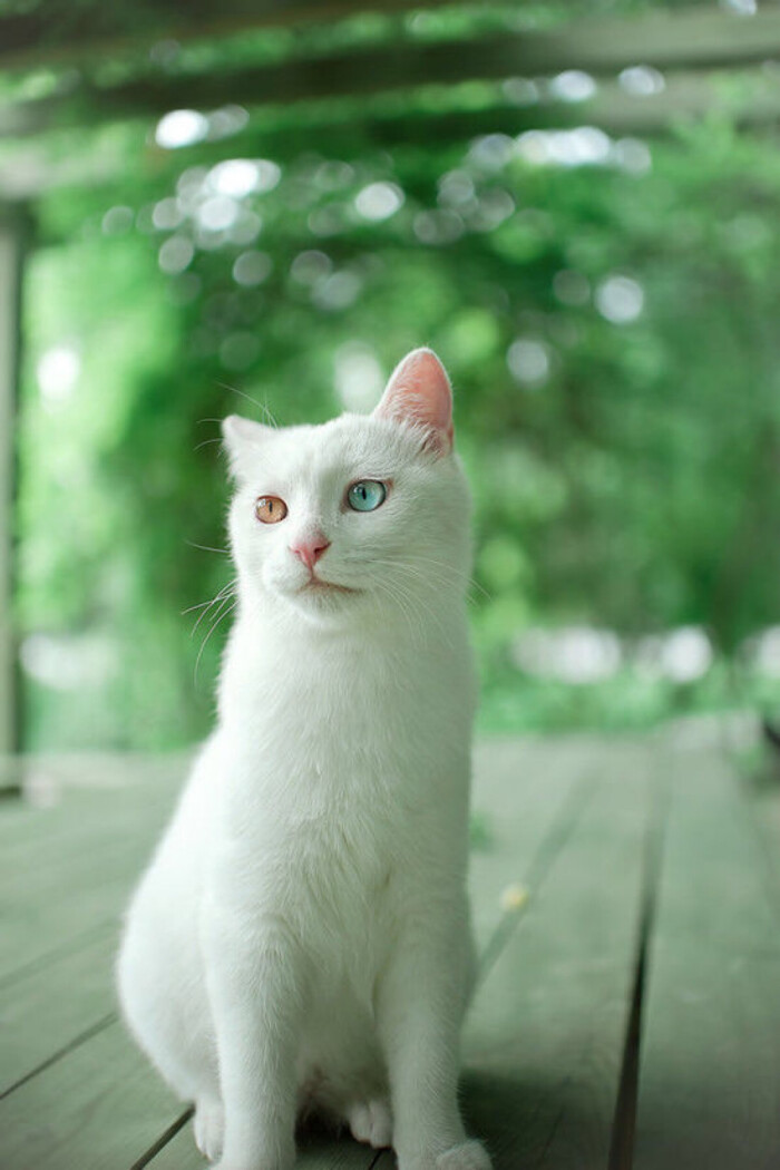 【鸳鸯眼】异色瞳猫猫