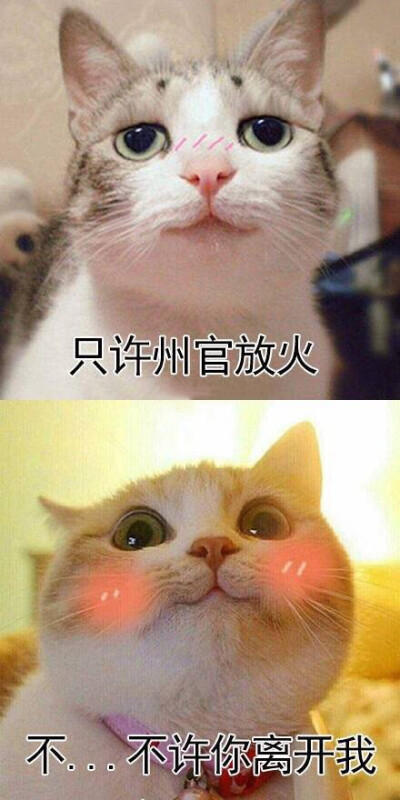 今日份热门表情包原图精选~我回来咯  0 52 爱撒  发布到  萌翻了