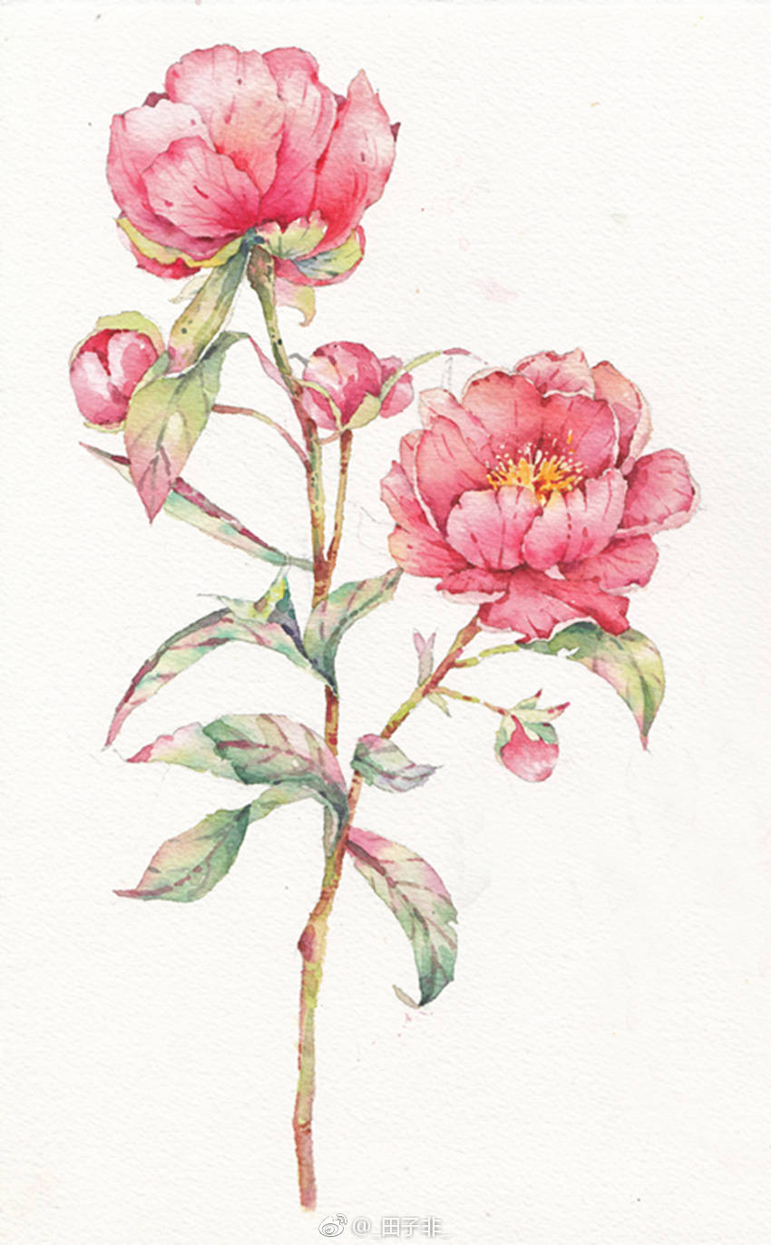 水粉画 