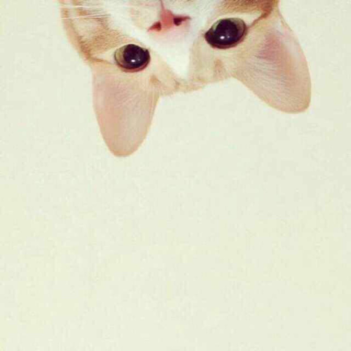 猫咪情侣头像 堆糖,美图壁纸兴趣社区