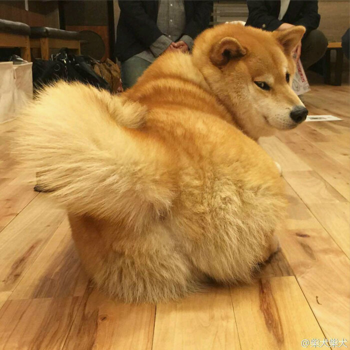 柴犬头像.