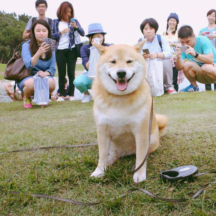 柴犬头像.
