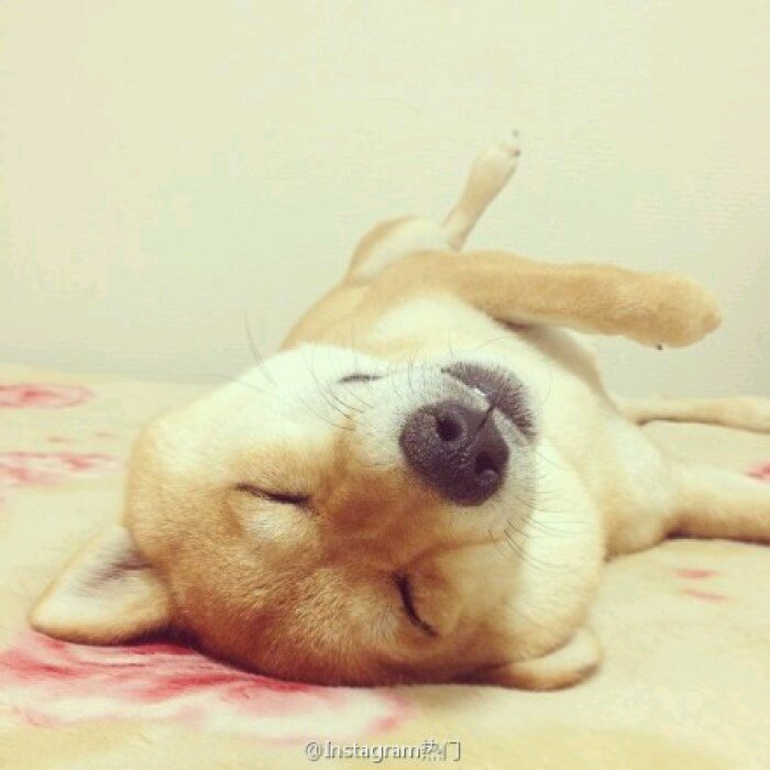 柴犬头像.