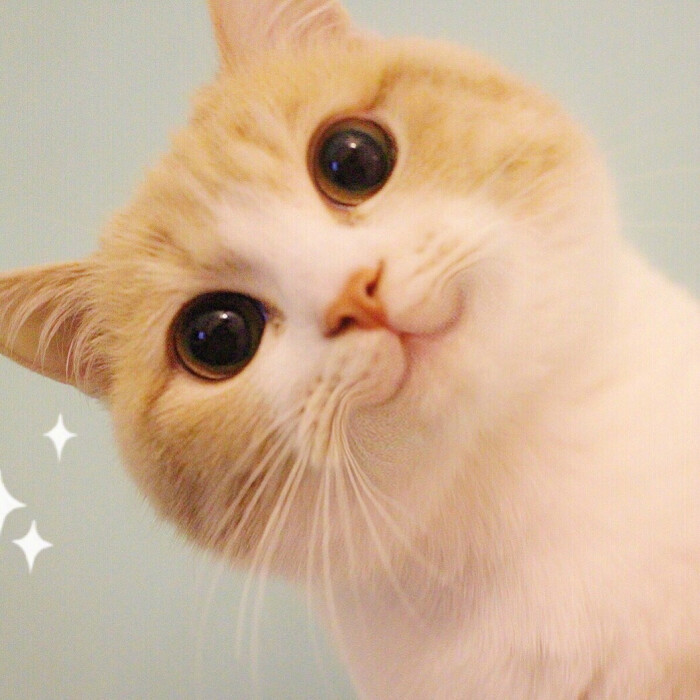猫咪表情头像