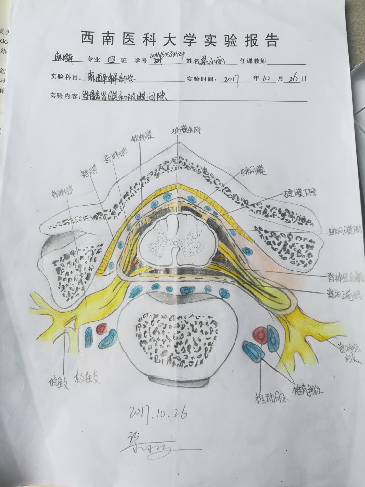 脊髓被膜解剖结构图解图片