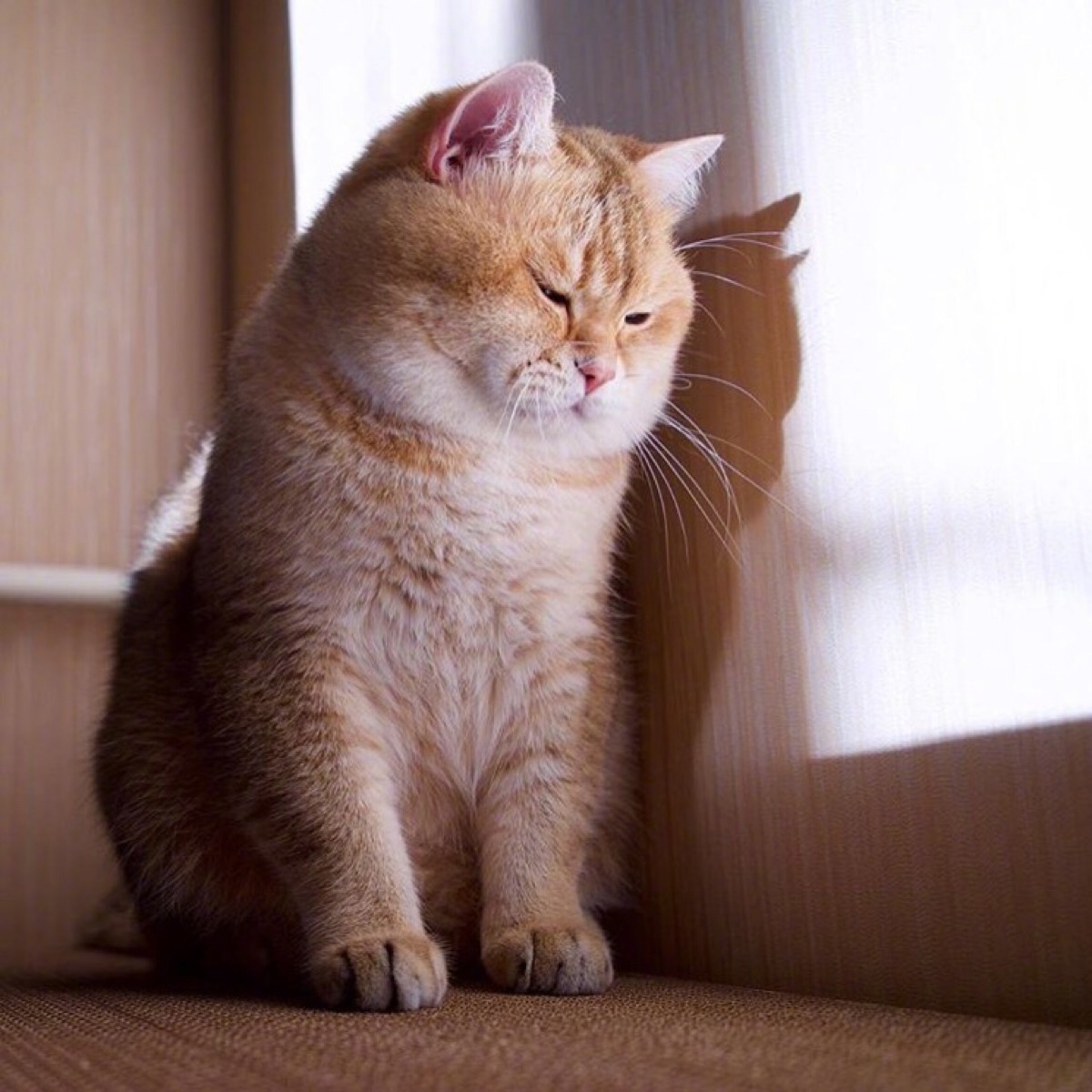 橘猫hosico