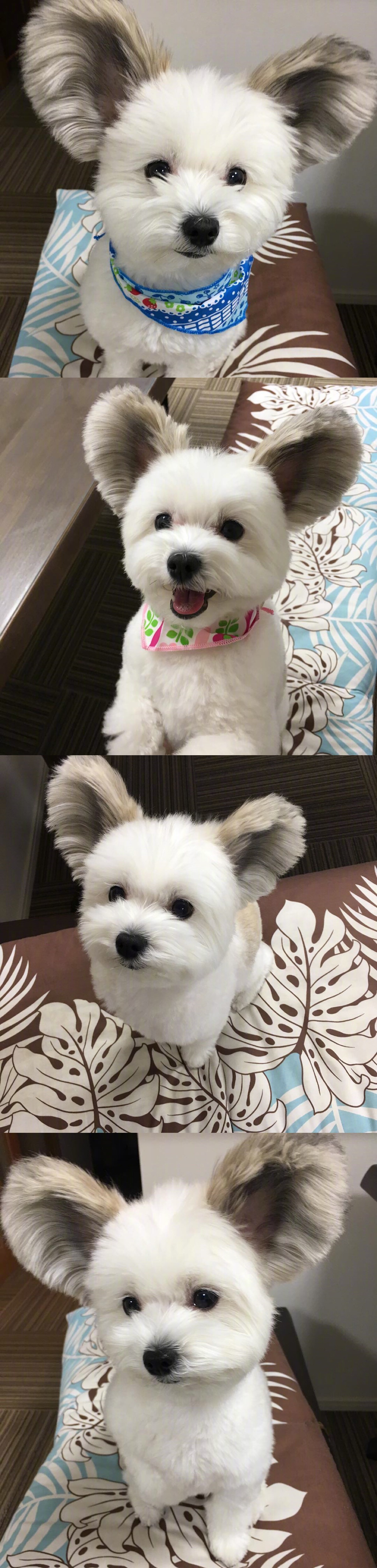 马尔济斯犬&蝴蝶犬混血 goma