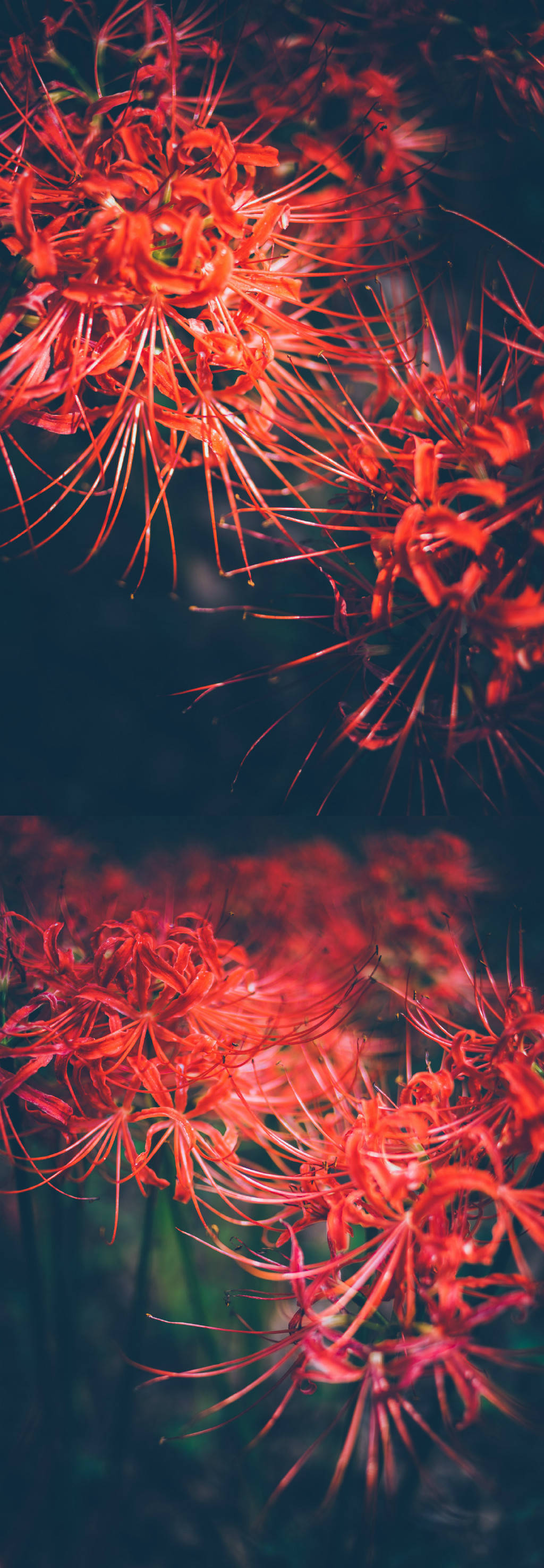 彼岸花 
