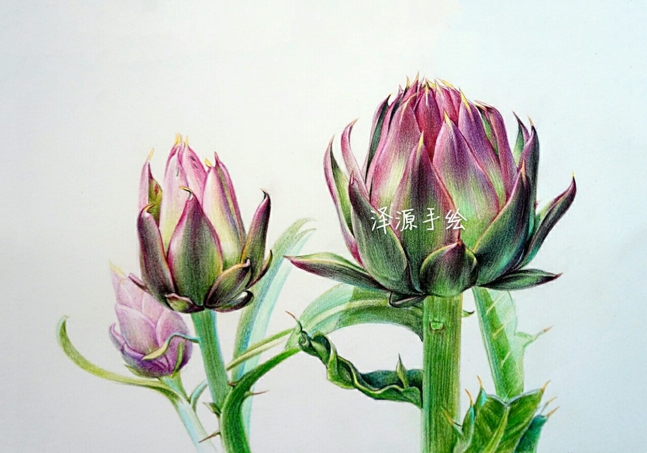 彩铅花卉-朝鲜蓟〕作者:@泽源手绘