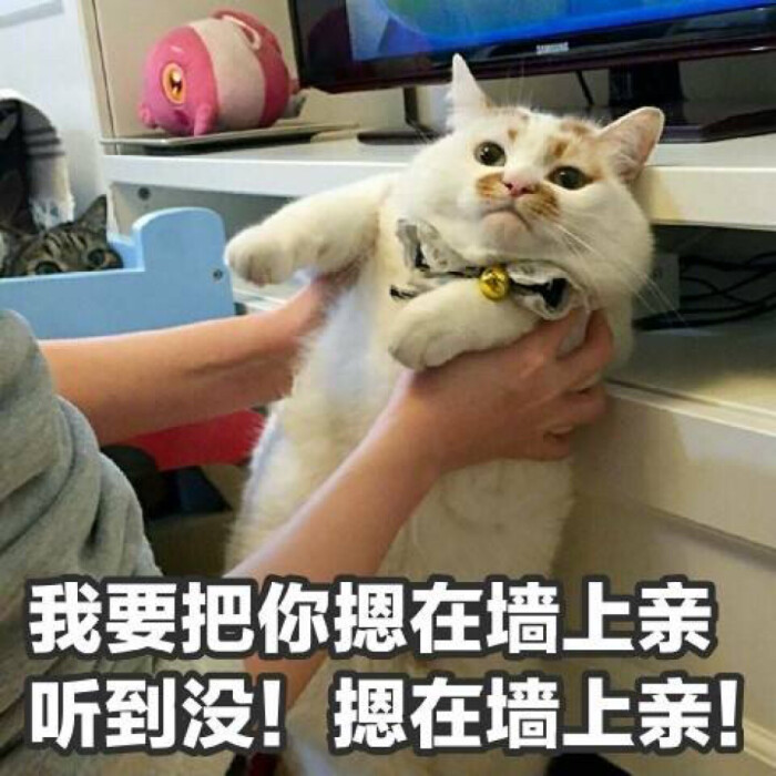 网红猫猫楼楼表情包