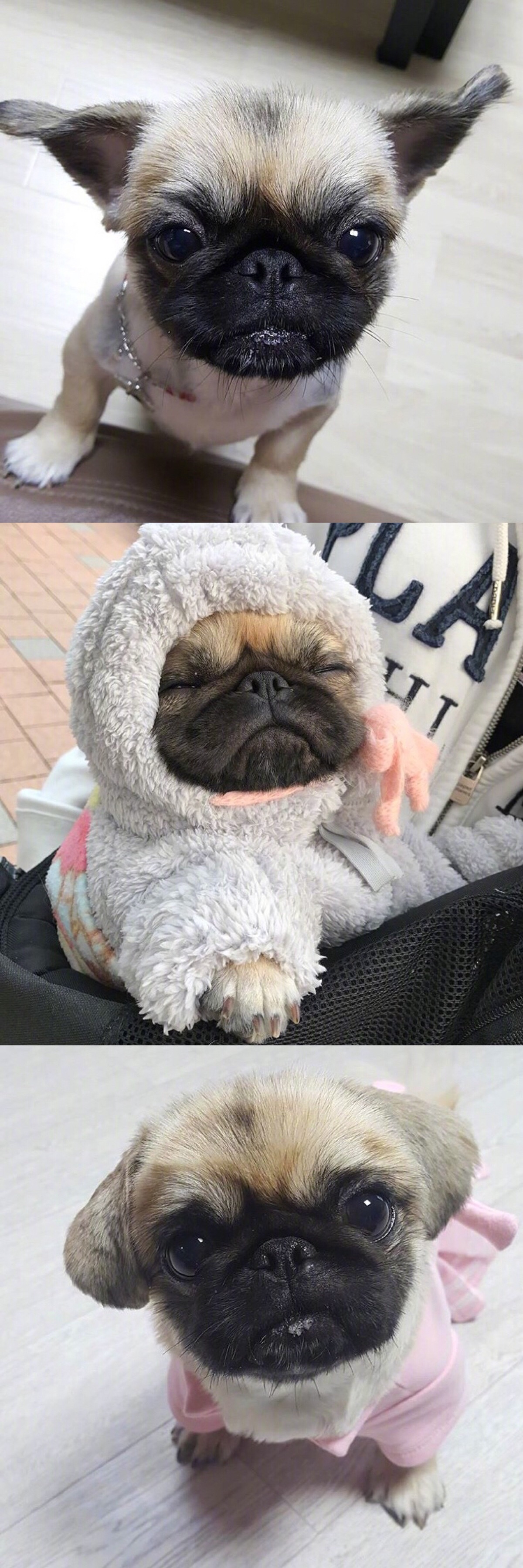 丑萌丑萌的巴哥kingkong