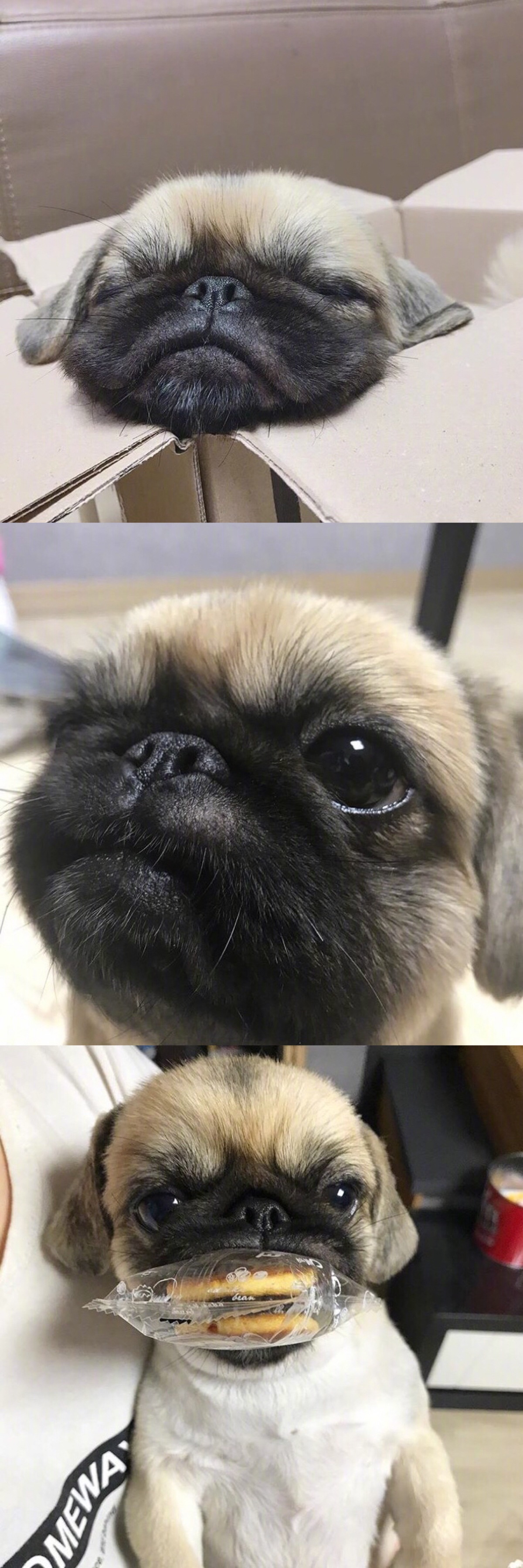 丑萌丑萌的巴哥kingkong