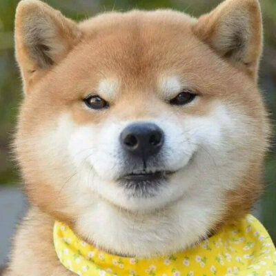 微信柴犬emoji图片
