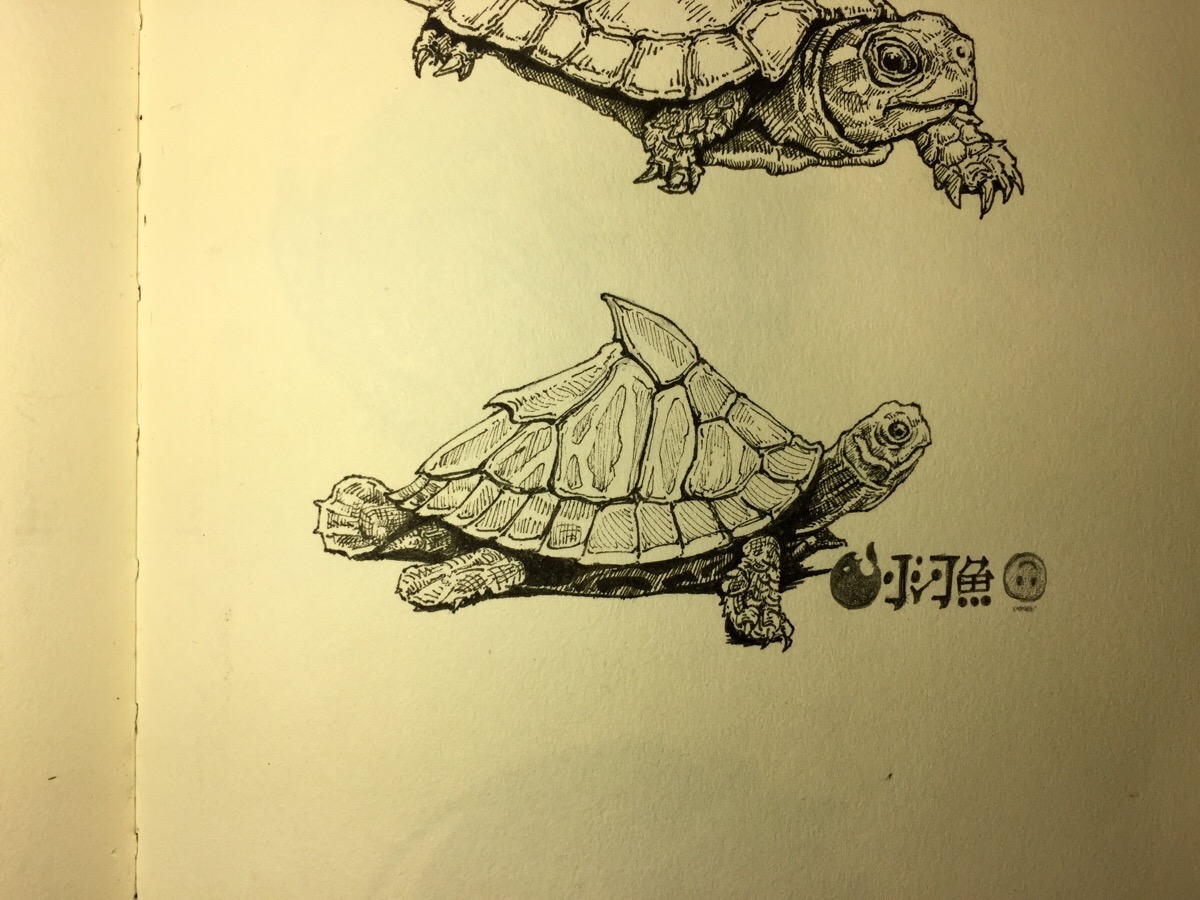 棱背龟怎么画图片