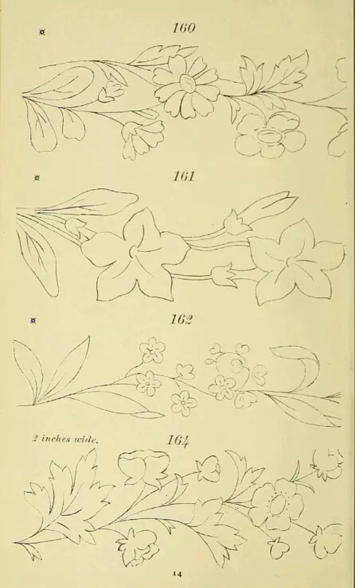 植物手绘 藤蔓