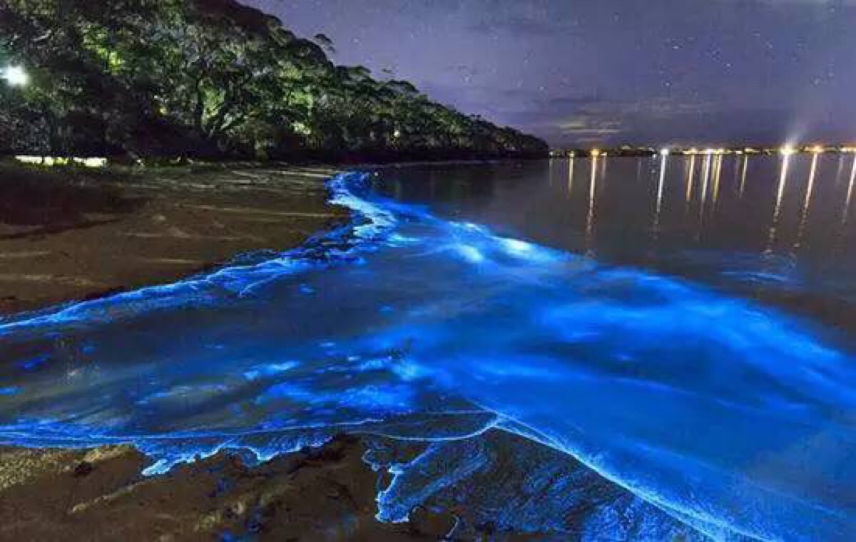 发光浮游生物形成,这一现象是在马尔代夫蜜月旅行的will ho意外在海边
