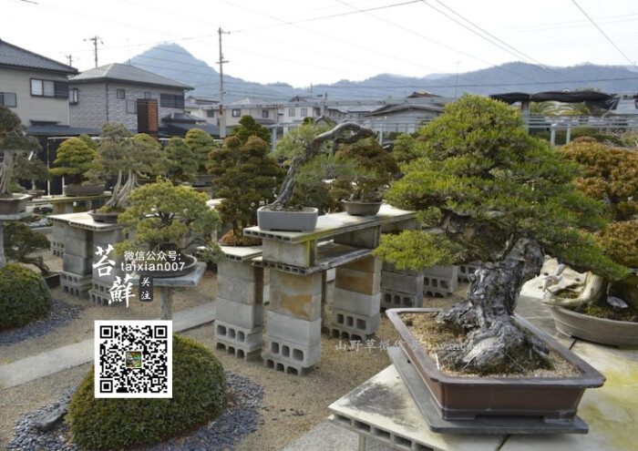 日本盆景园美图