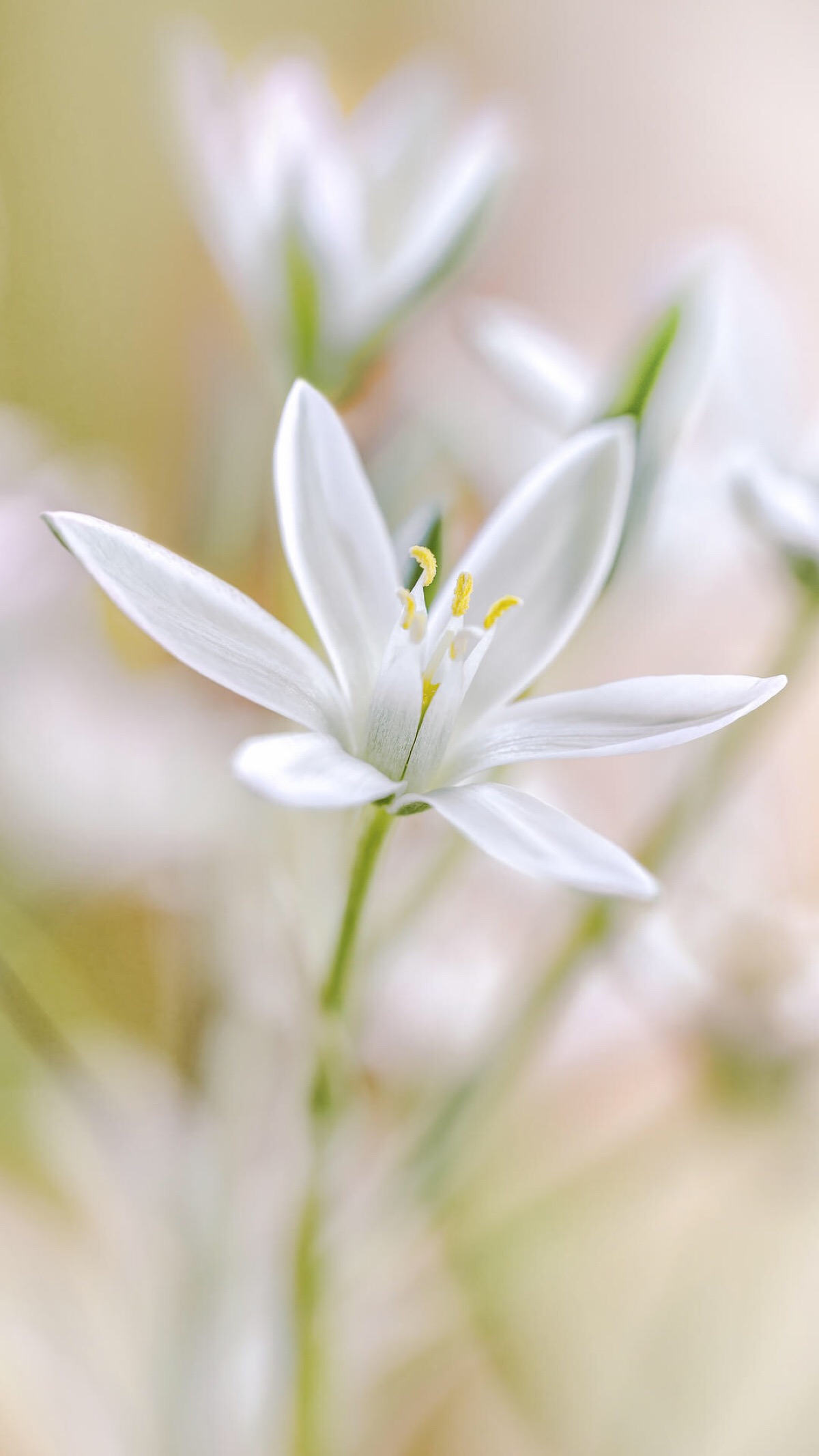 鲜花 清新 摄影 田园 绿色 自然 淡雅 风景名胜 壁纸 素材 锁屏 屏保