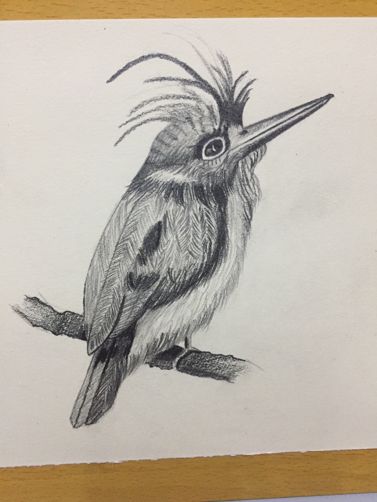 素描小鸟