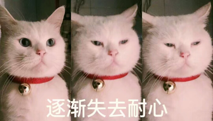 猫表情可爱动态笑话表情包带放屁图片
