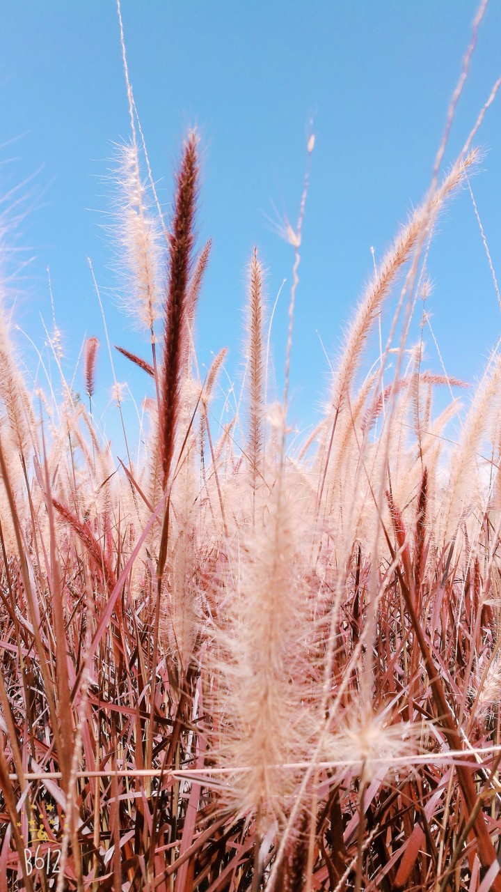 分享一组狗尾巴草( 6161 ) get!