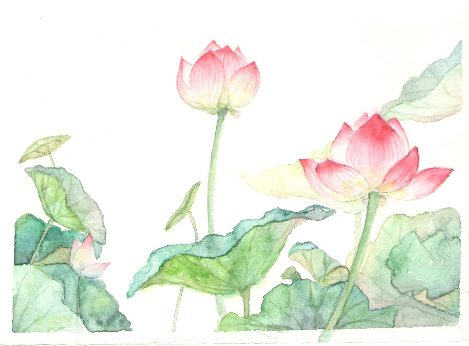 荷花 莲叶 水彩手绘练习