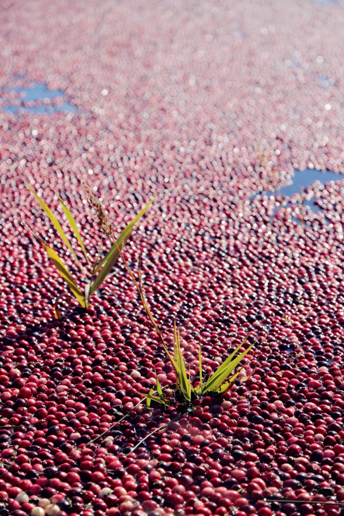 收获蔓越莓的场景十分壮观,在收获之前,将水灌入田园,然后用机械水车