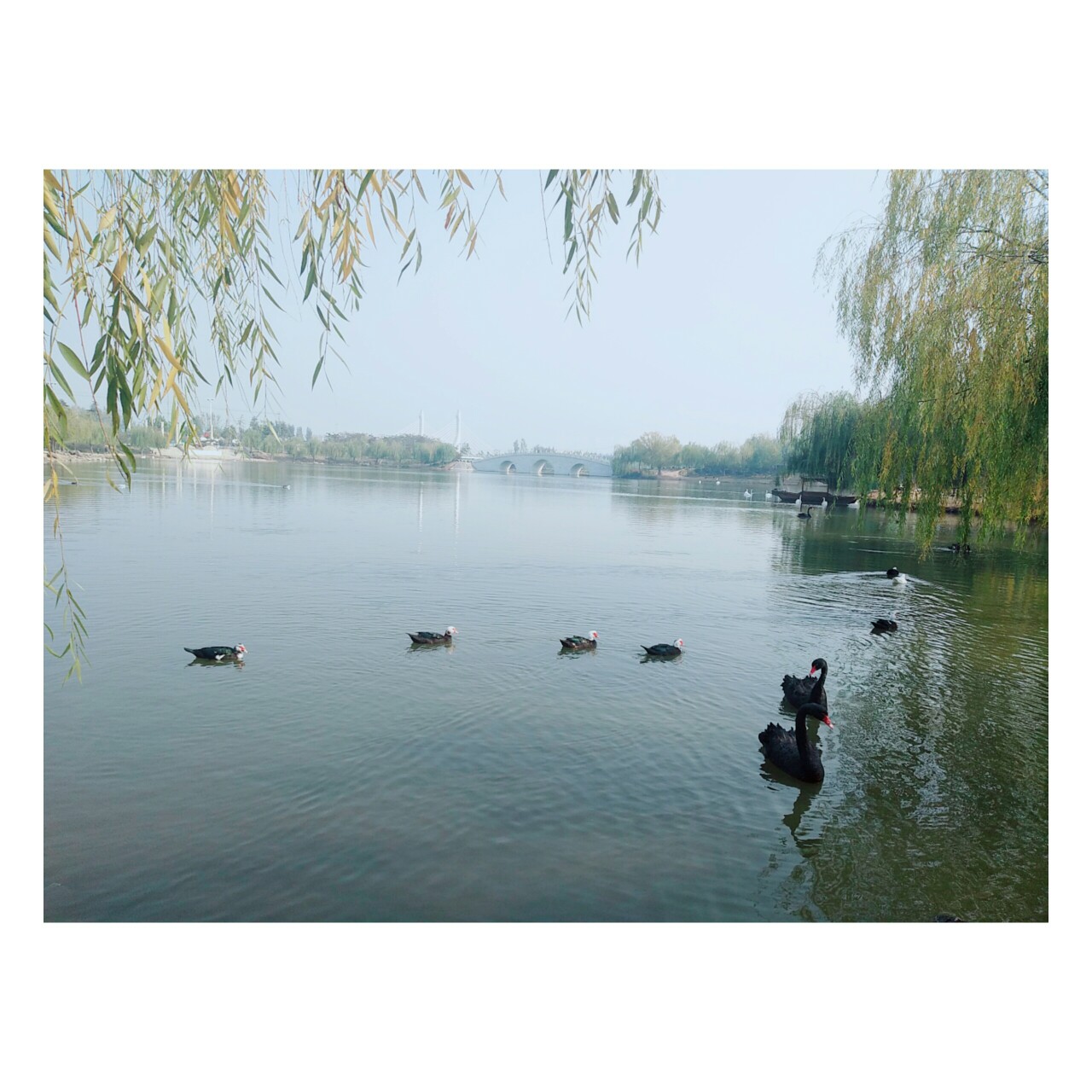 公园 东湖 河北 邯郸 广平 柳叶 柳条 柳树 天鹅湖 天鹅 天鹅镇 背景图片