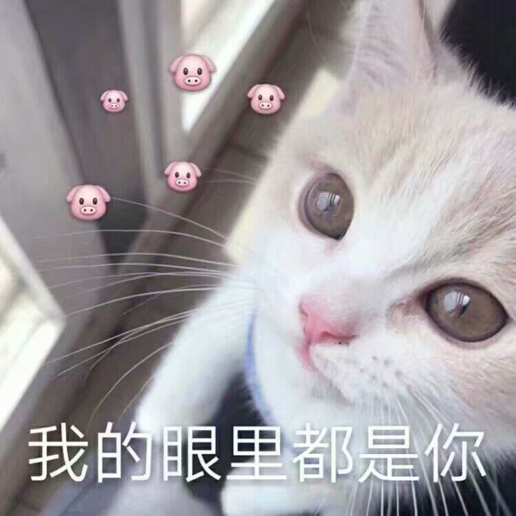 猫咪表情包