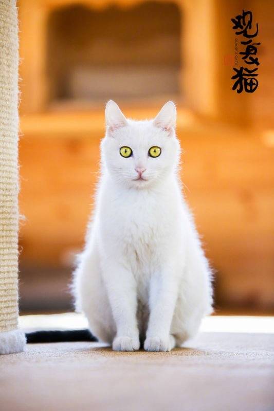 观复猫,收藏自马未都先生微博