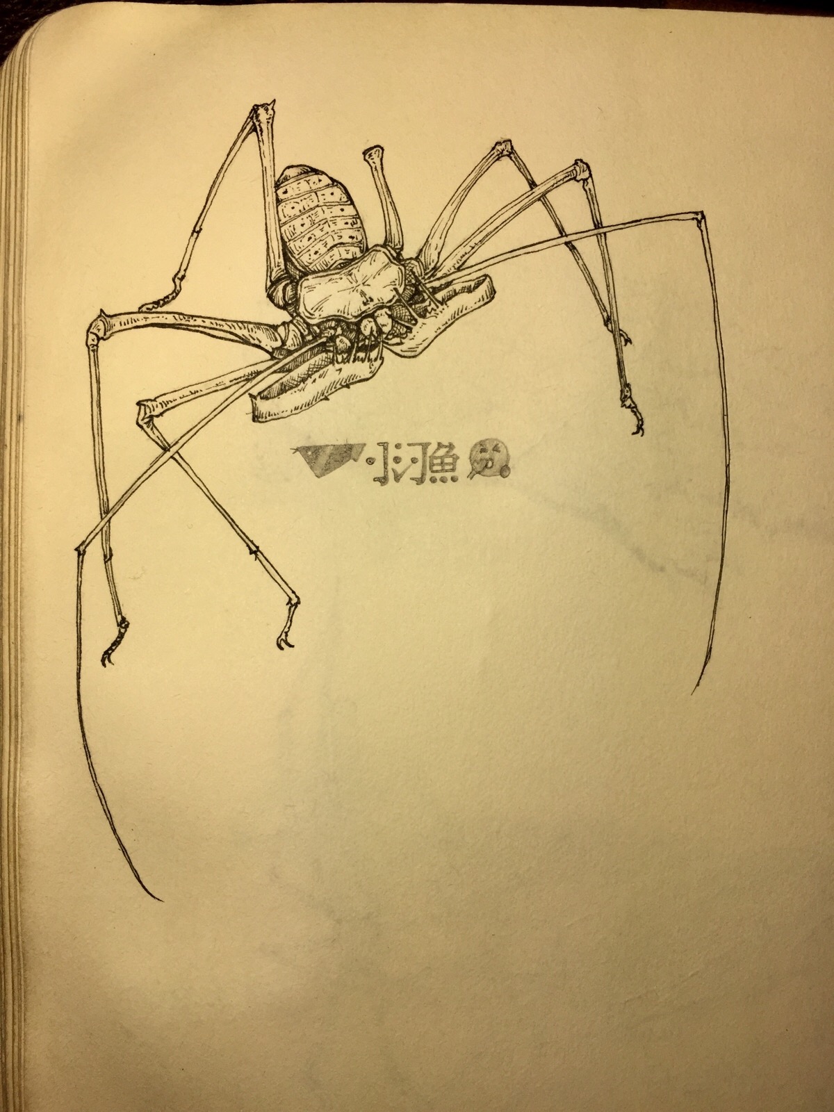 鞭蛛