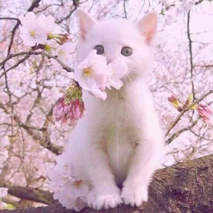 小花猫,喵喵喵喵喵